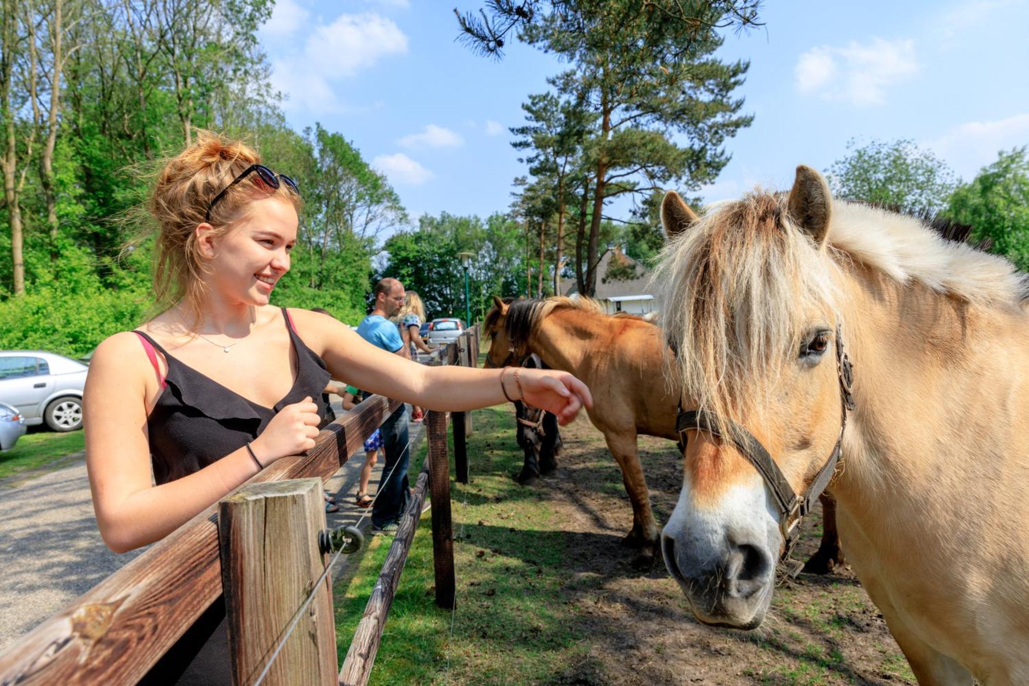 Camping De Reeenwissel Hoogersmilde Екстер'єр фото